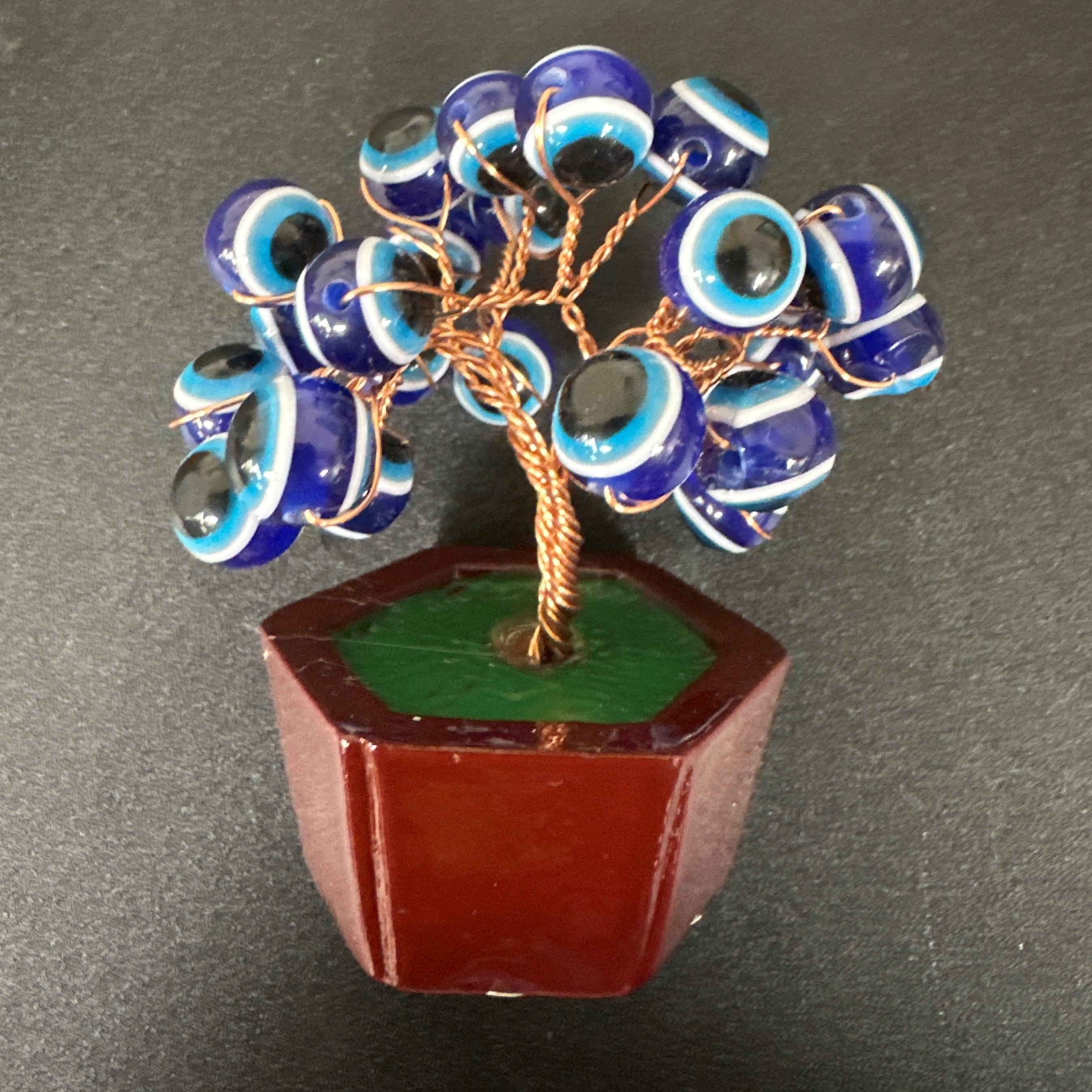 Potted Evil Eye Tree